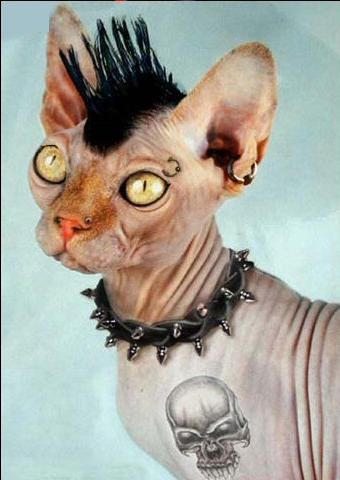 chat